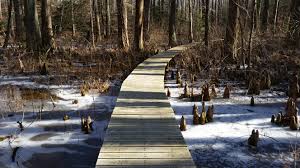 battle creek cypress swamp, boardwalk through icy marsh
