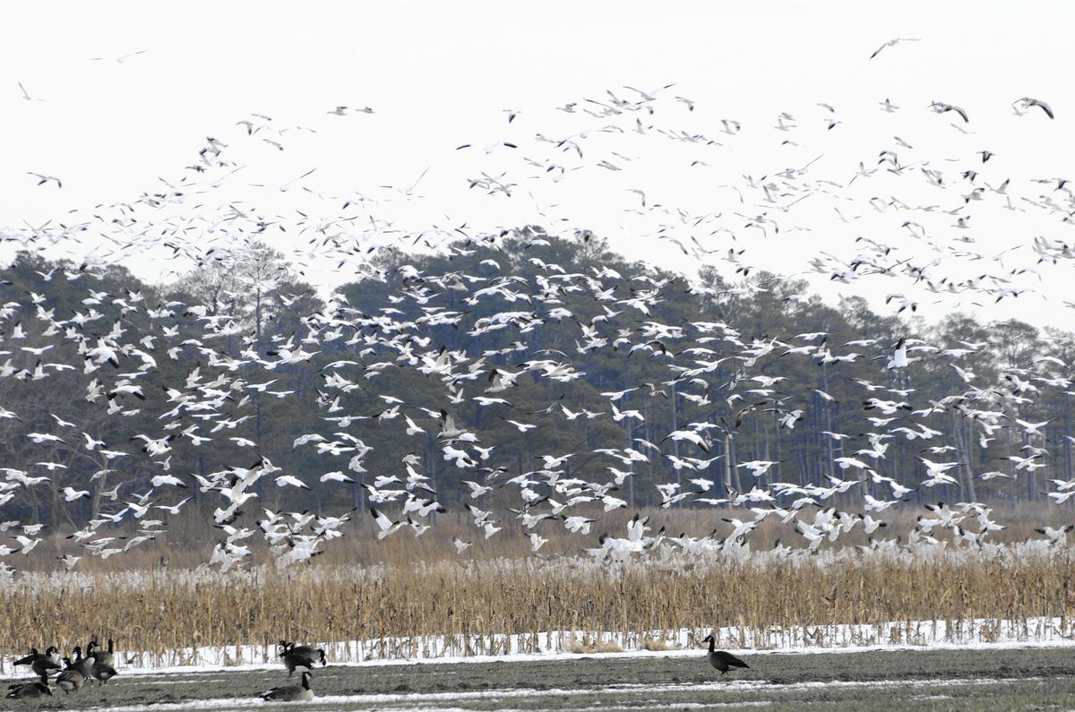 blackwater national wildlife refuge, birds migrating, winter hikes